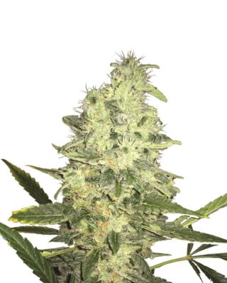 Jock Horror - Alchimia