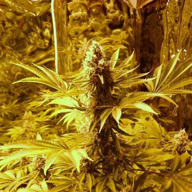 Jock Horror Auto - Alchimia