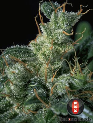 Kali Mist - Regular - Alchimia