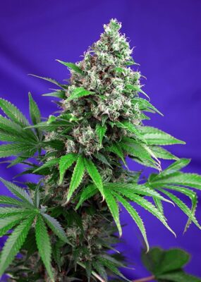 Killer Kush F1 Fast Version - Alchimia