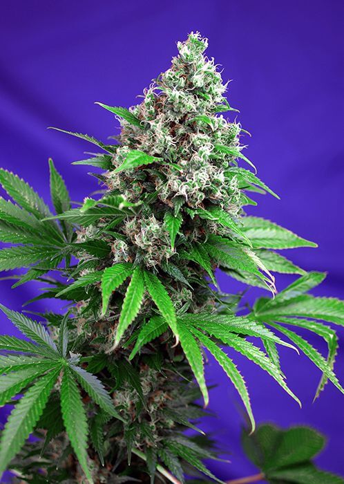 Killer Kush F1 Fast Version - Alchimia