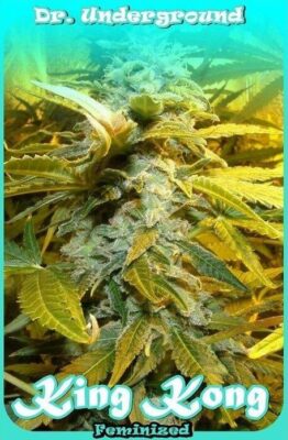 King Kong - Alchimia