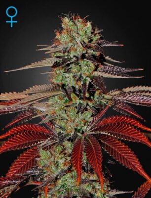 Kings Kush Auto - Alchimia