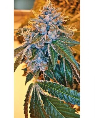 Kosher Kush - Alchimia