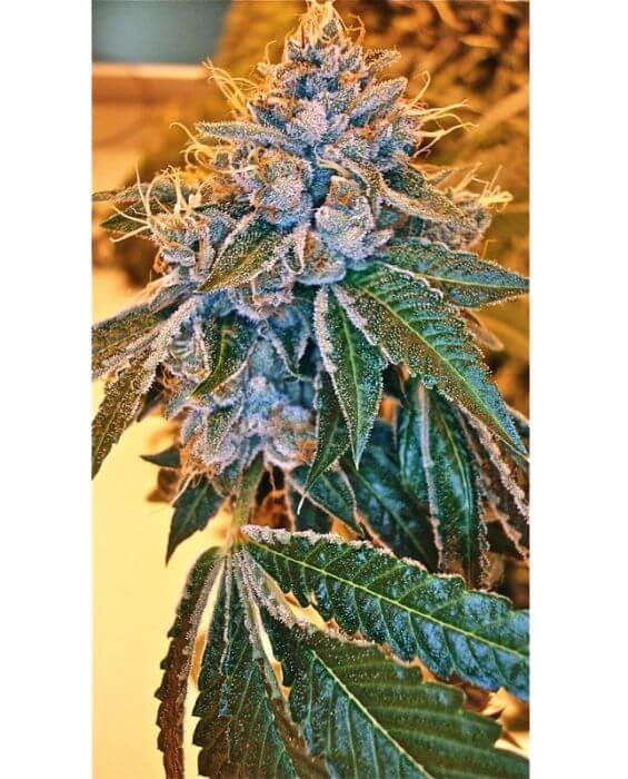 Kosher Kush - Alchimia