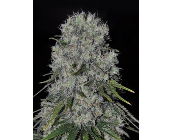 Kritikal Bilbo Auto - Alchimia