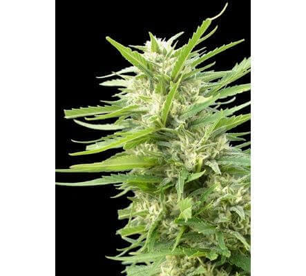 Kritikal Bilbo x AK47 - Alchimia