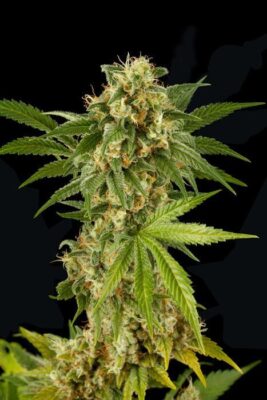 Kush 'N' Cheese - Alchimia