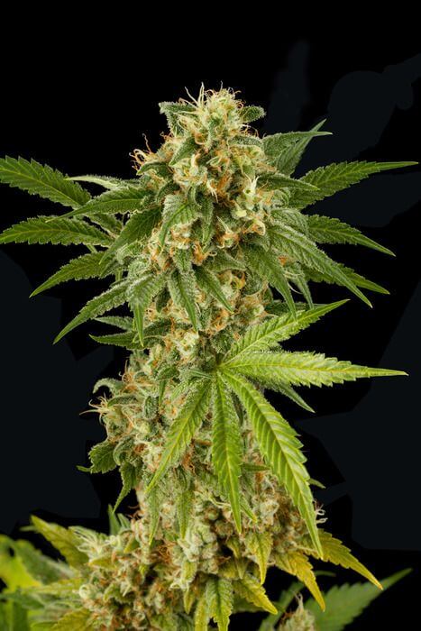 Kush 'N' Cheese - Alchimia