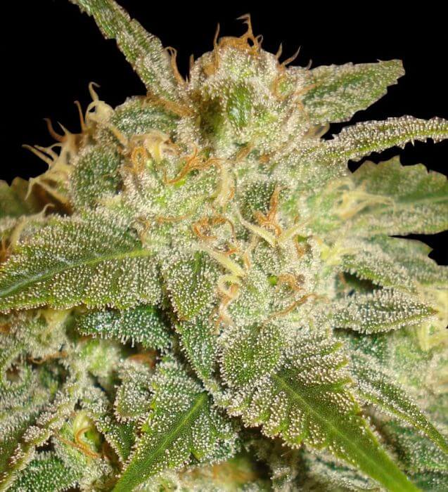 La Bella Afrodita - Alchimia