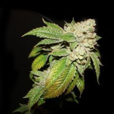 Larry OG Kush - Alchimia