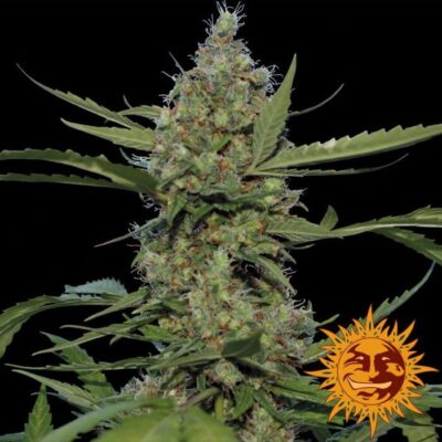Laughing Buddha - Alchimia