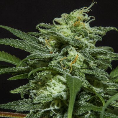 Lebron Haze XXL Auto - Alchimia