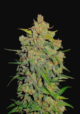 Lemon Auto AK - Alchimia