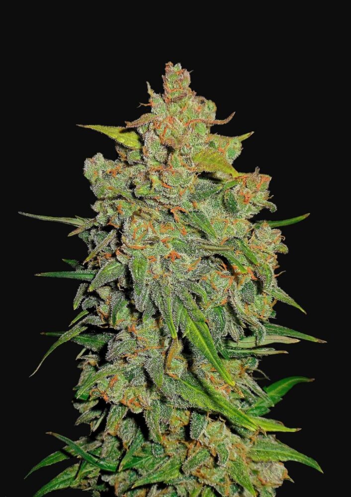 Lemon Auto AK - Alchimia