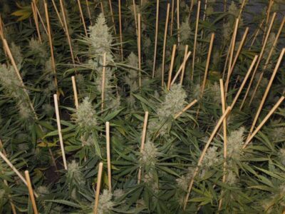 Lemon Bubble - Alchimia