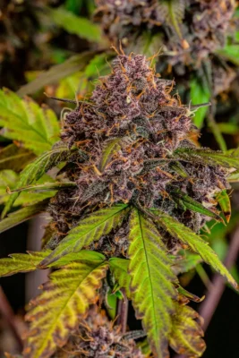 Lemon Cherry Cookies Auto - Alchimia