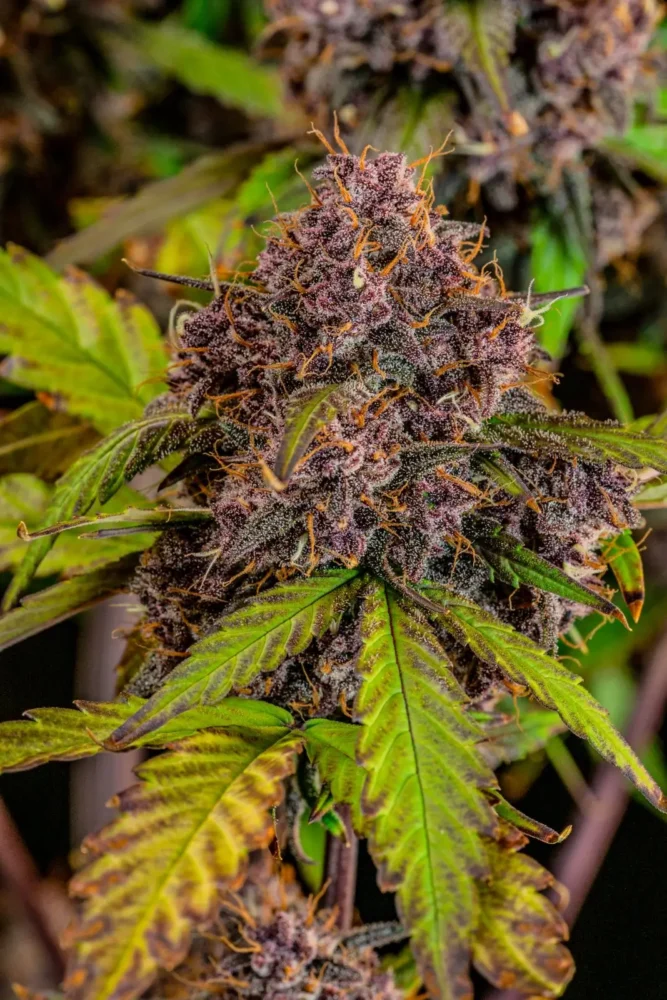Lemon Cherry Cookies Auto - Alchimia