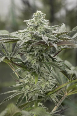 Lemon Citron - Alchimia