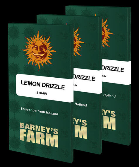 Lemon Drizzle - Alchimia