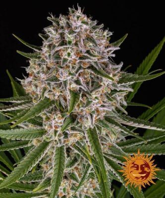 Lemon Haze Auto - Barney's Farm - Alchimia