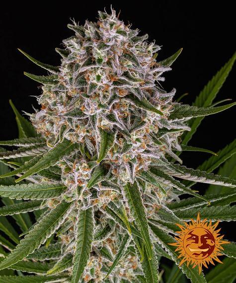 Lemon Haze Auto - Barney's Farm - Alchimia