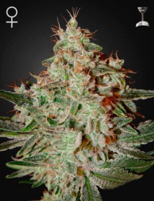 Lemon Skunk - Alchimia