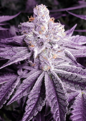 Lilac OG Bx1 8 samen - Alchimia