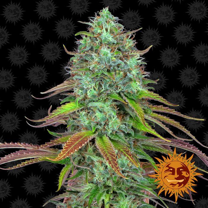 LSD Auto - Alchimia