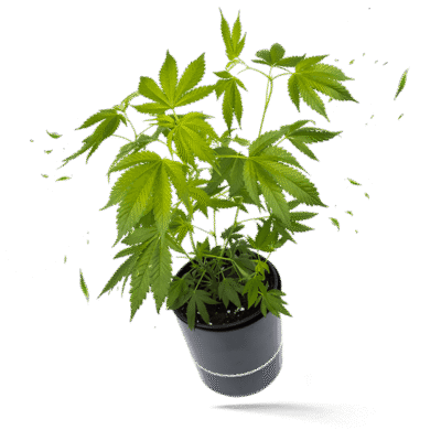 MAC V2 Steckling - Seeds24