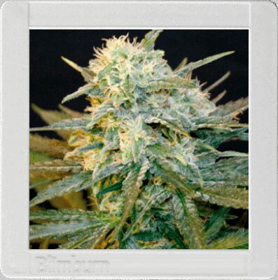 Mamba Negra Auto - Alchimia