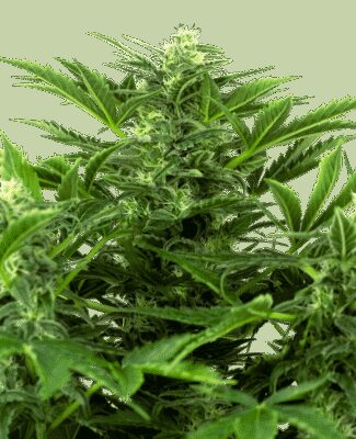 Mandarin Punch Auto - Alchimia