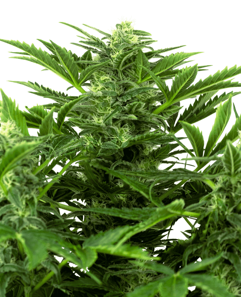 Mandarin Punch Auto - Alchimia