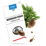 Mandarin Punch Samen - Autoflower