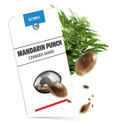 Mandarin Punch Samen – Autoflower – Sensi Seeds