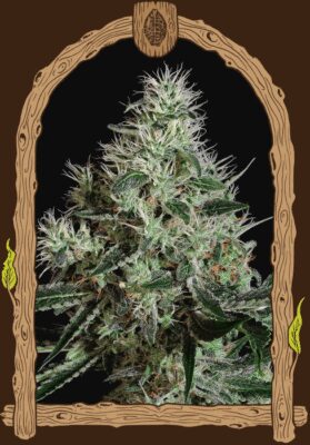 Mango Cream - Alchimia