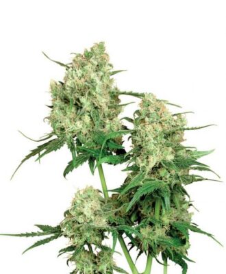 Maple Leaf Indica - Regular - Alchimia