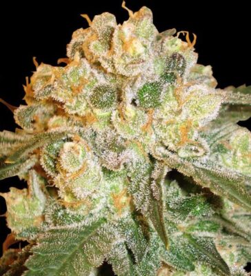 Marmalate - Alchimia