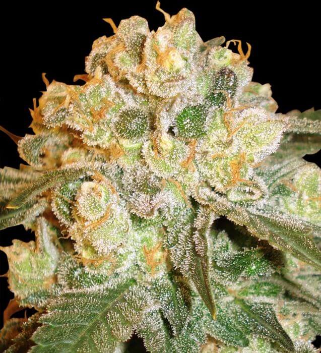 Marmalate - Alchimia