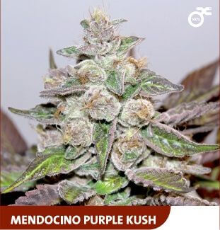 Mendocino Purple Kush - Alchimia