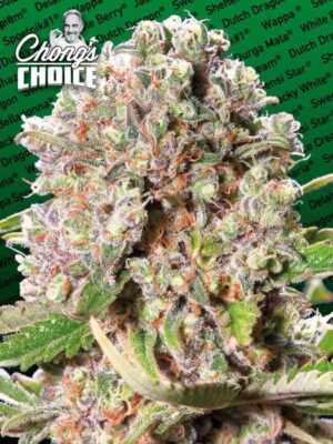 Mendocino Skunk Chong's Choice - Alchimia