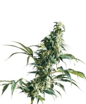 Mexican Sativa - Alchimia