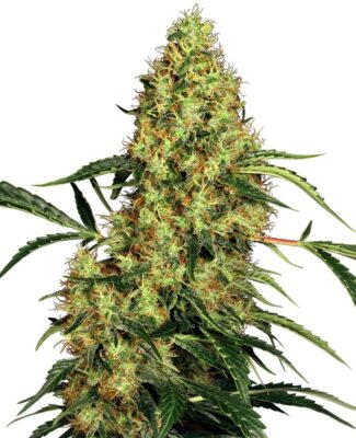 Mexican Sativa - Regular - Alchimia