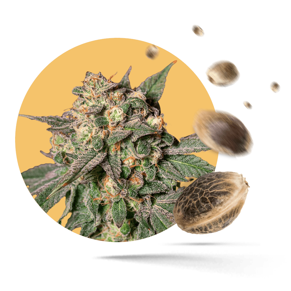 Mimosa Samen - Feminisiert - Wake & Bake