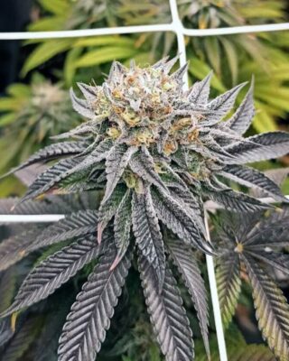 Mimosa Cookies - Alchimia