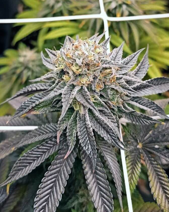 Mimosa Cookies - Alchimia