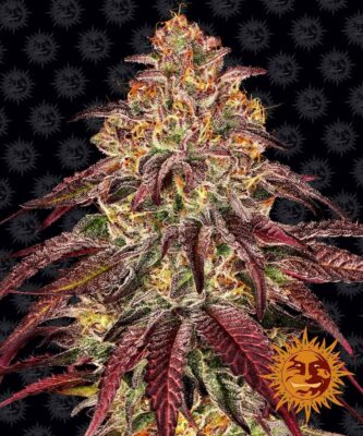 Mimosa x Orange Punch Auto - Alchimia