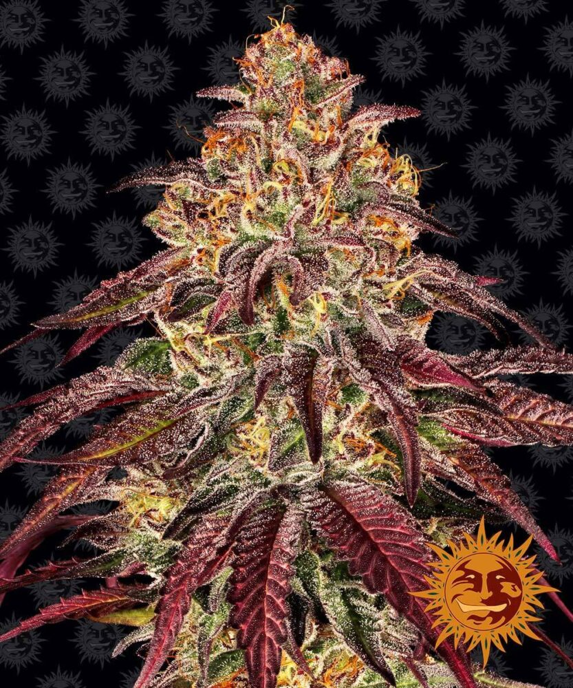 Mimosa x Orange Punch Auto - Alchimia