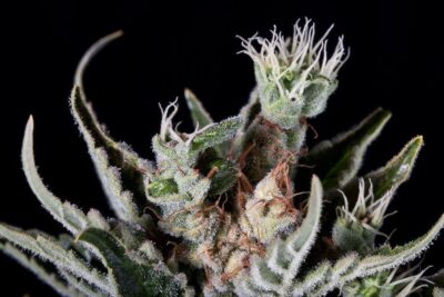 Moby Dick Auto - Alchimia