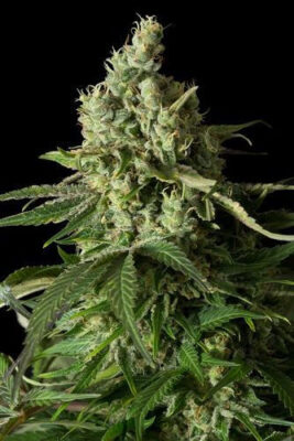 Moby Dick CBD - Alchimia